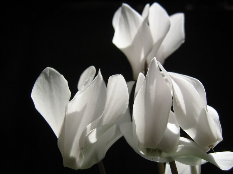 white cyclamen flowers