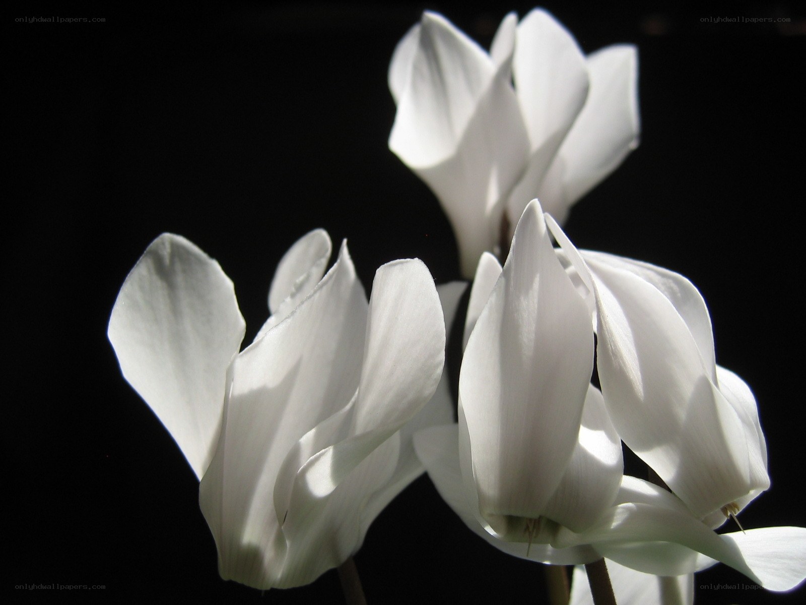 white cyclamen flowers