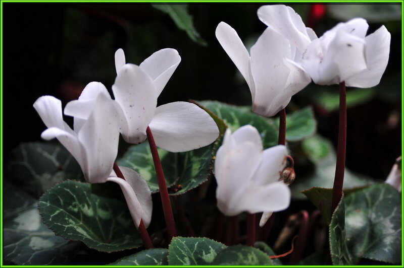 White Cyclamen Flowers — Calm