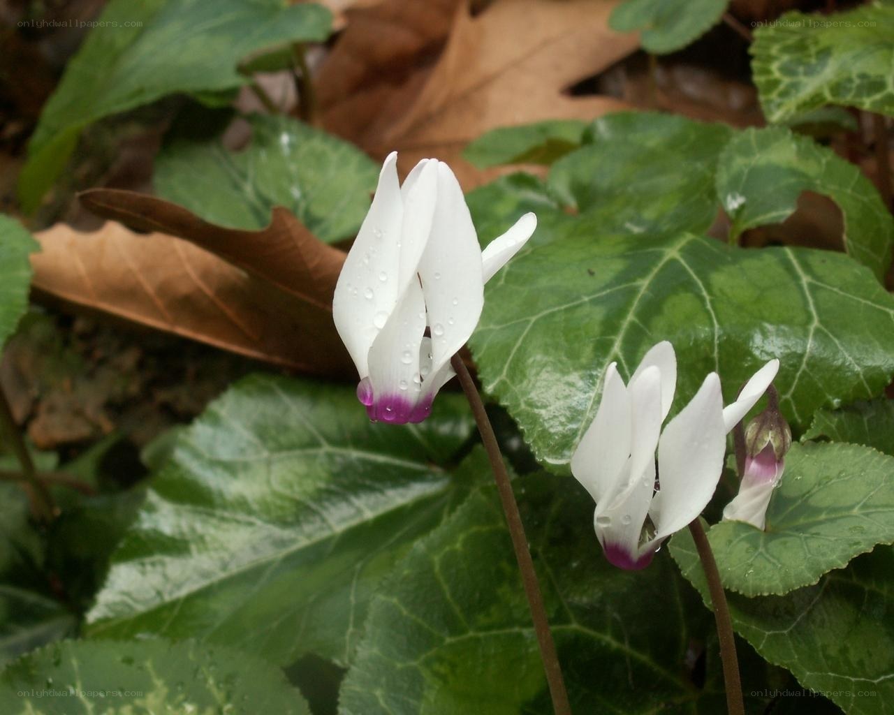 White cyclamen flowers with dew