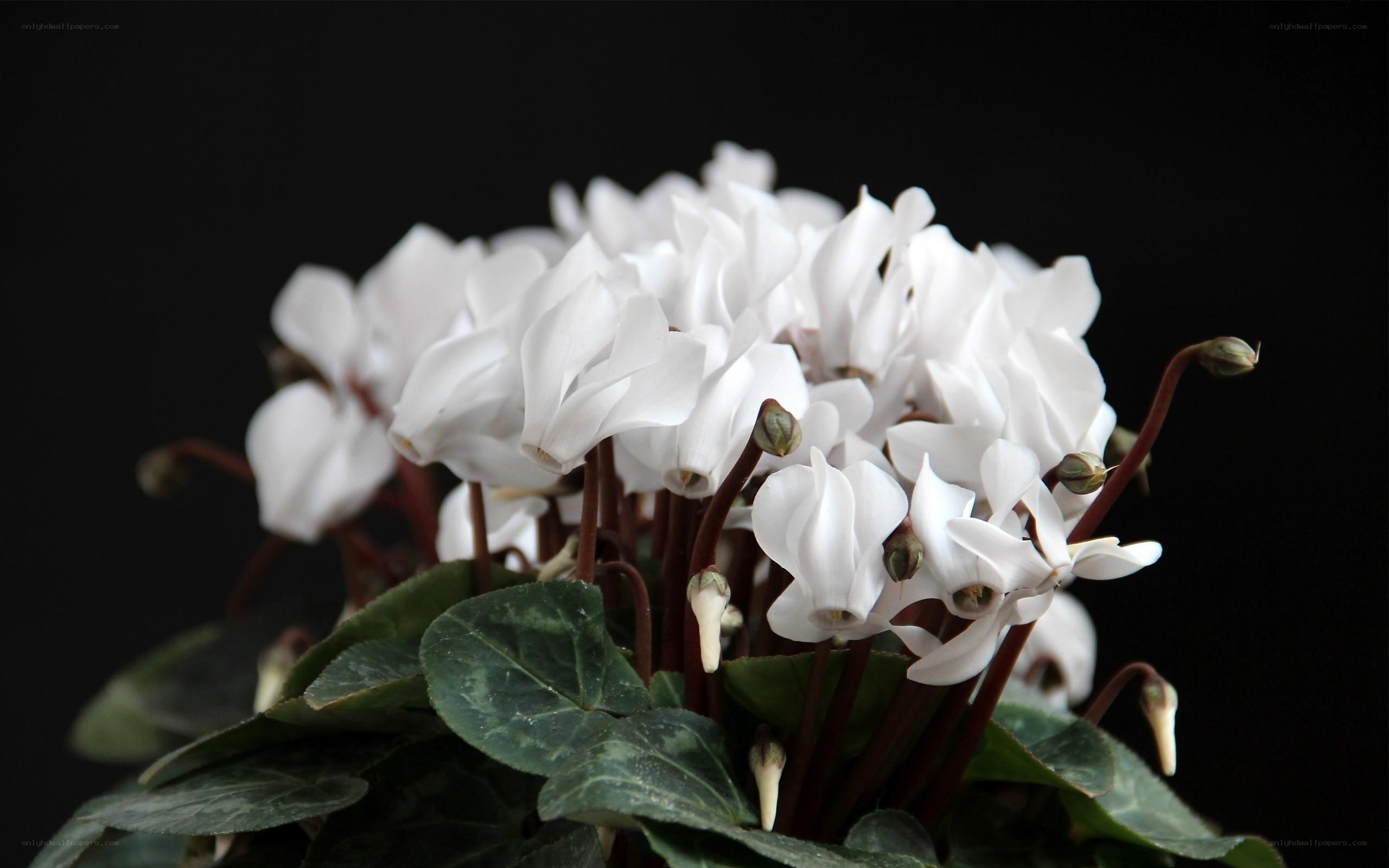 white cyclamen flowers