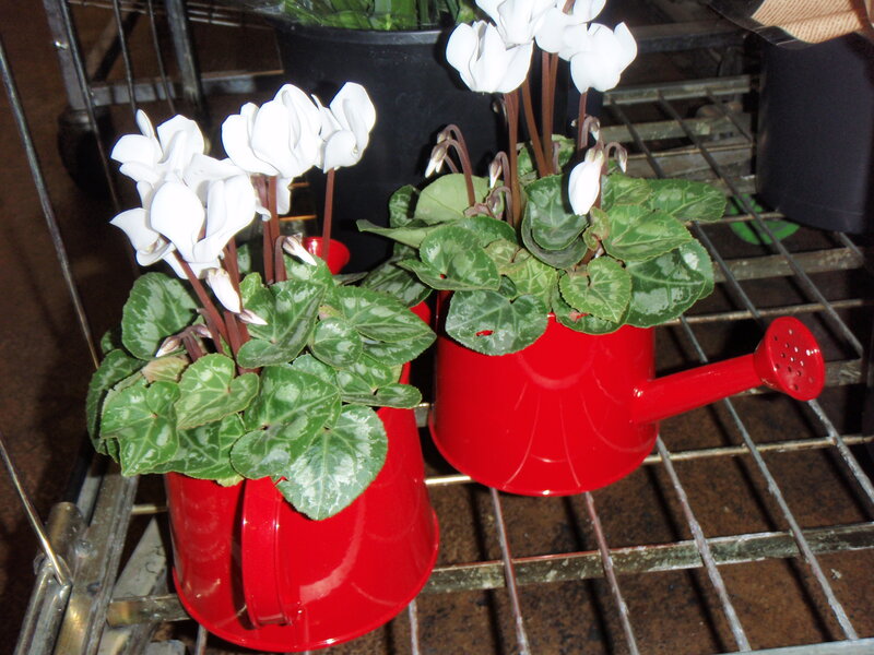 White Cyclamen Plants