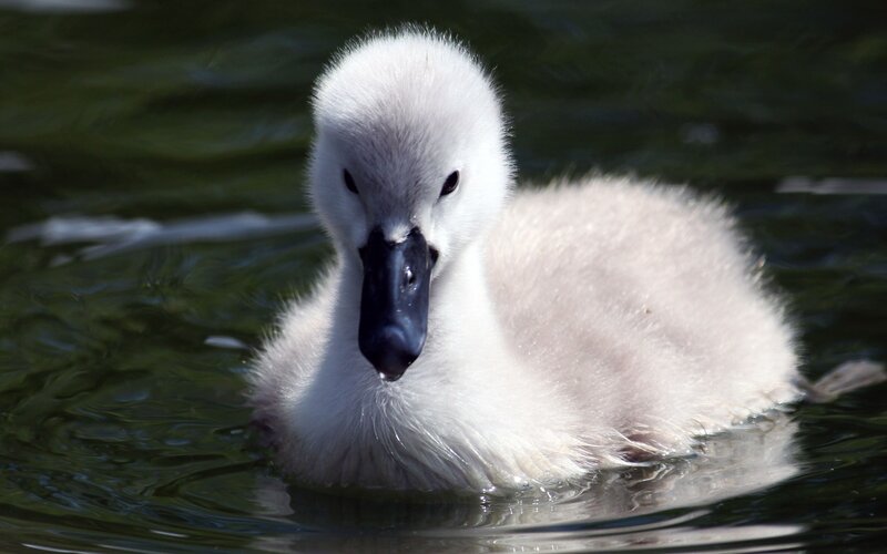 White Cygnet Duck