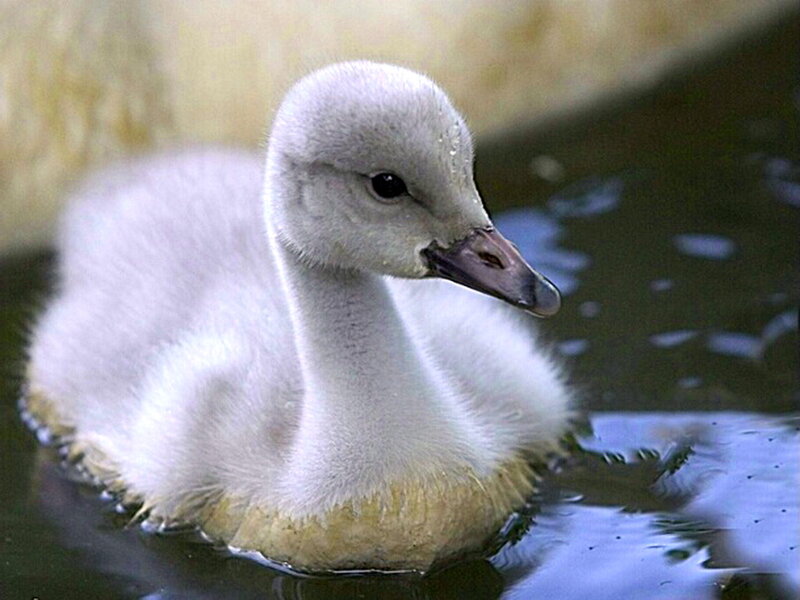 White Cygnet Duckling