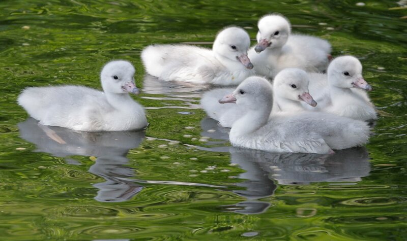 White Cygnet Ducklings