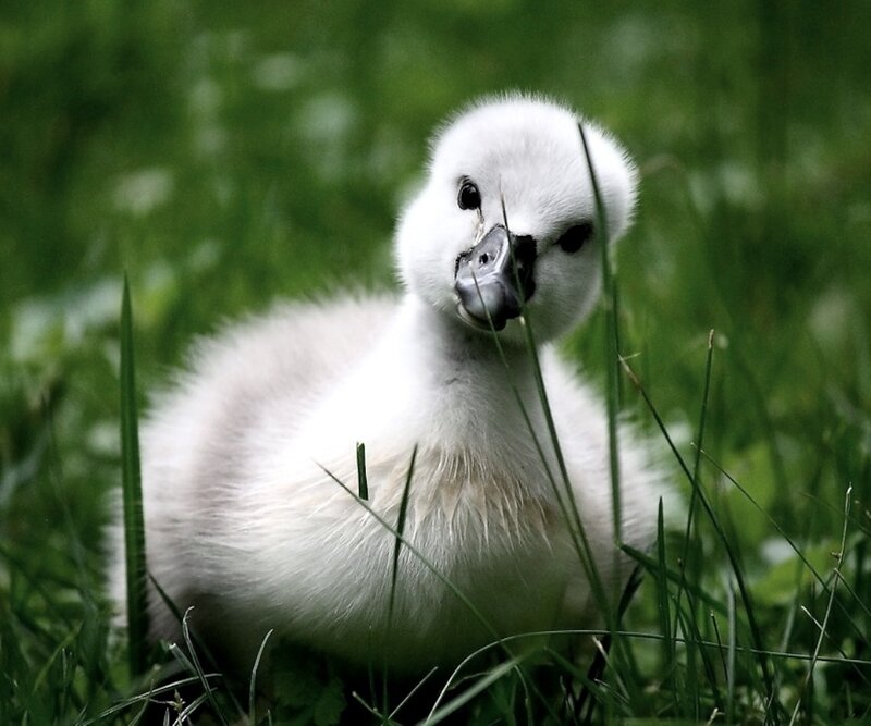 White Cygnet in Grass — Green