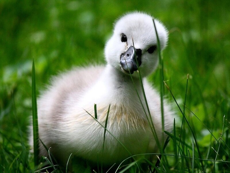 White Cygnet in Grass