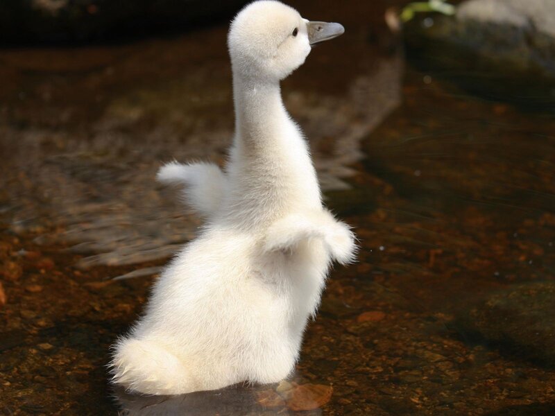 white cygnet in shallow water
