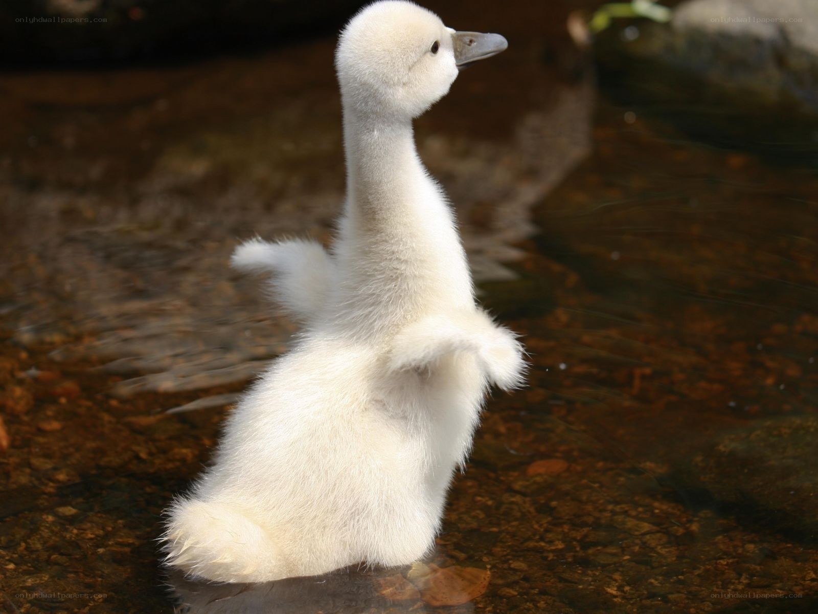 white cygnet in shallow water