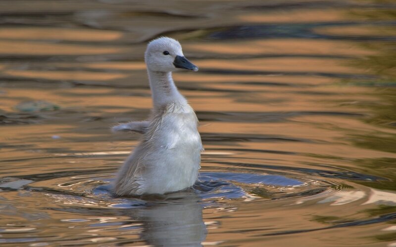 White Cygnet in Water — Brown