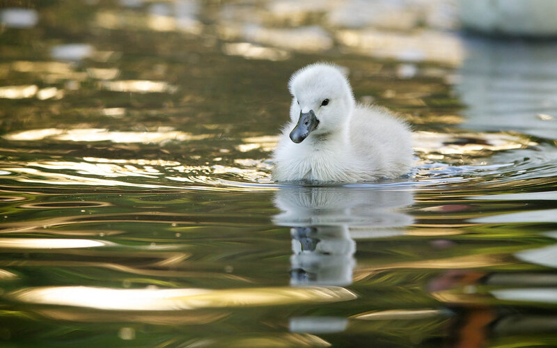 White Cygnet in Water — Serene