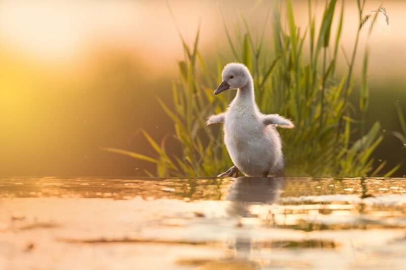 White Cygnet in Water — Yellow