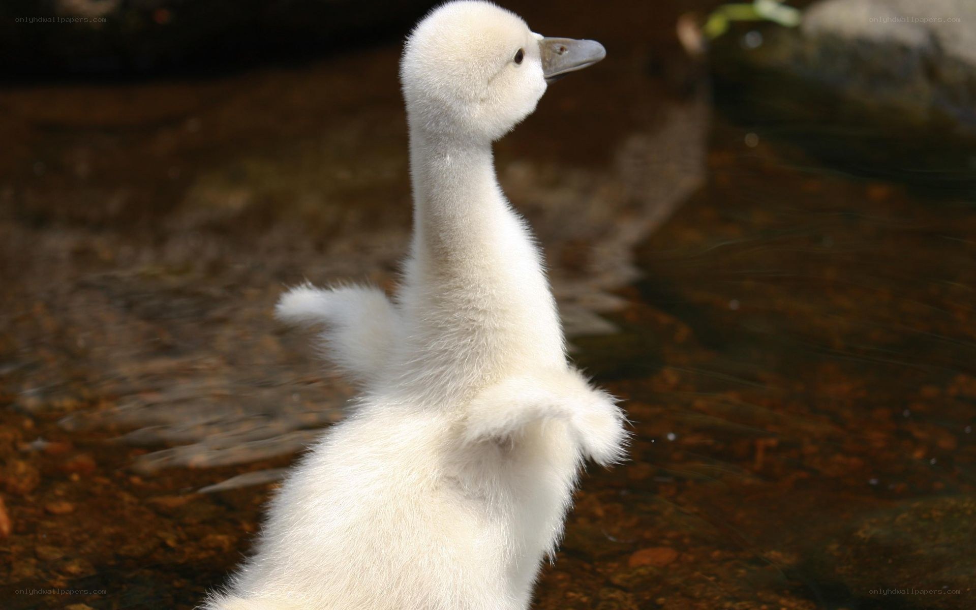 white cygnet in water