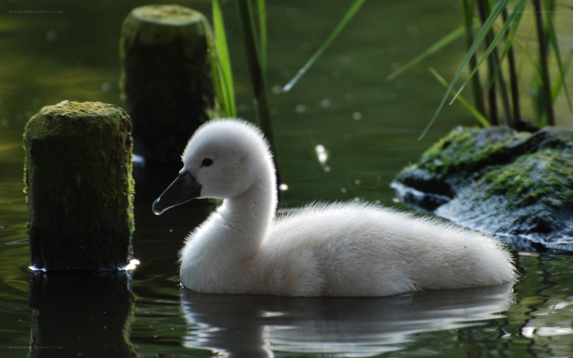 White cygnet on a pond