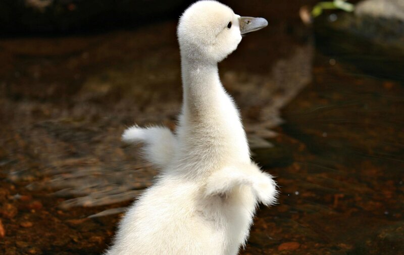 White Cygnet Standing
