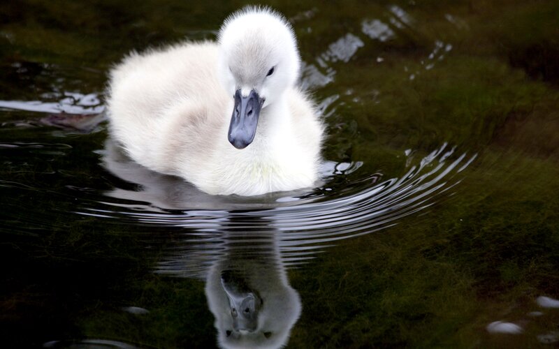 White Cygnet Swimming — Serene