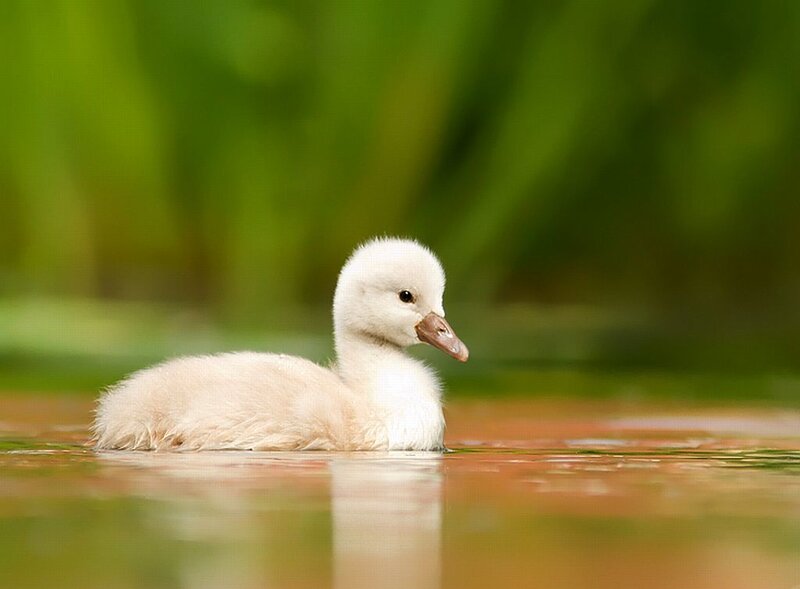White Cygnet Swimming