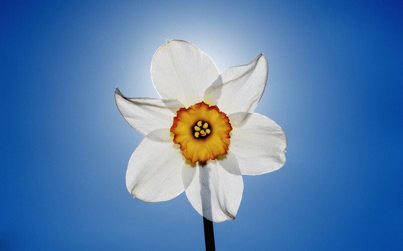 White daffodil against blue sky