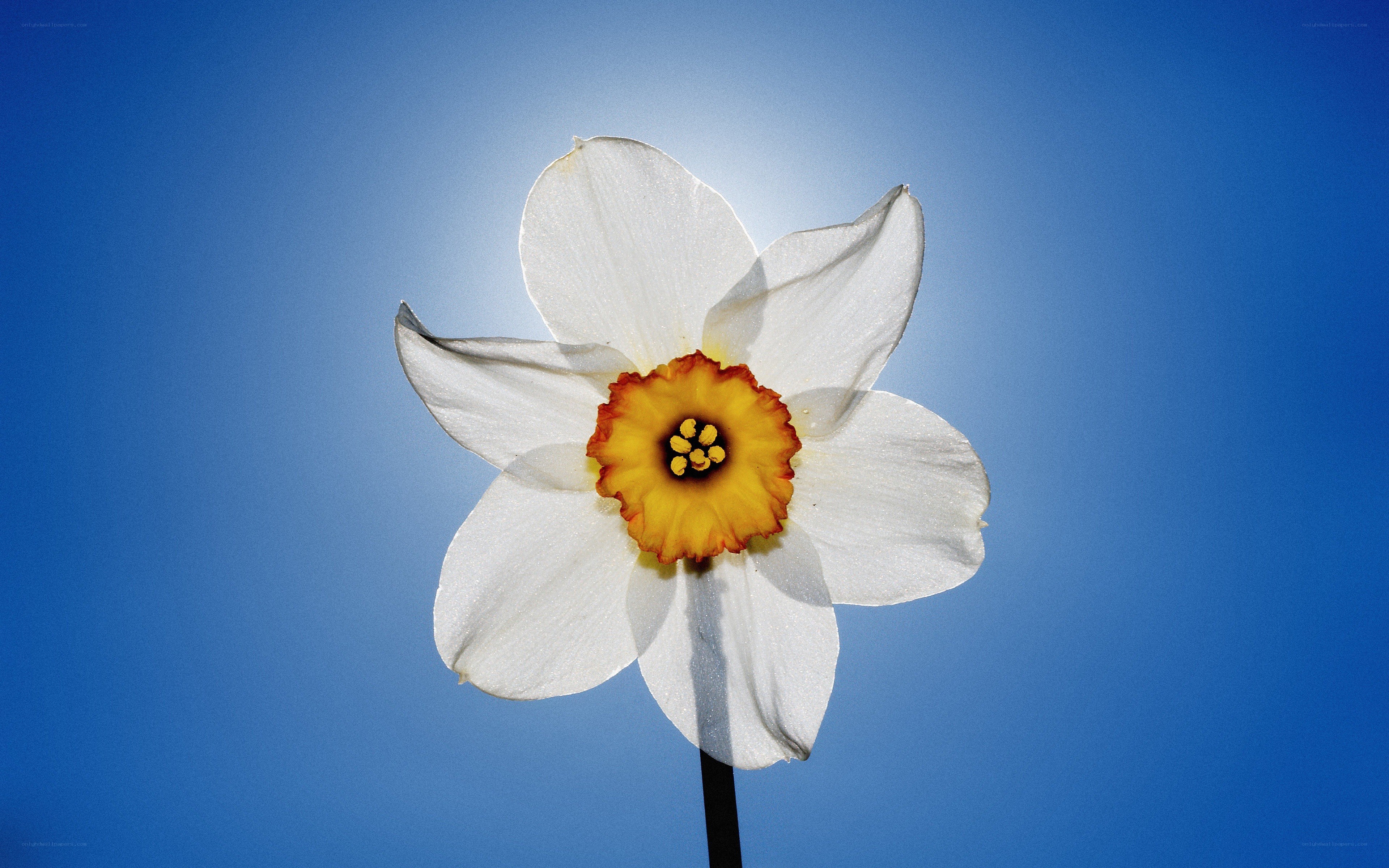 White daffodil against blue sky