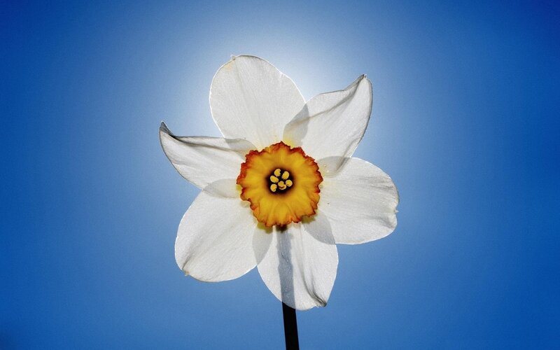 White daffodil against blue sky