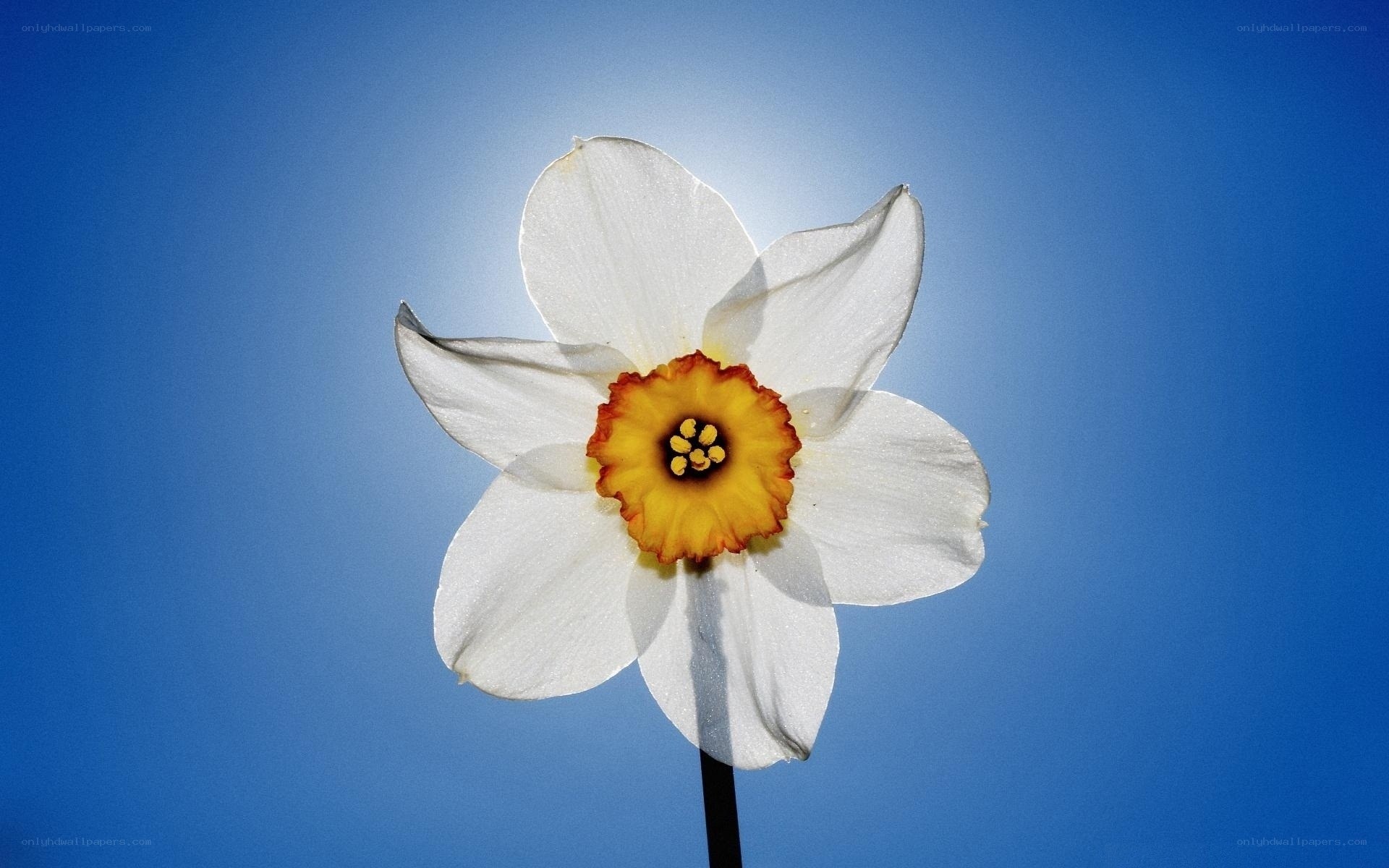 White daffodil against blue sky