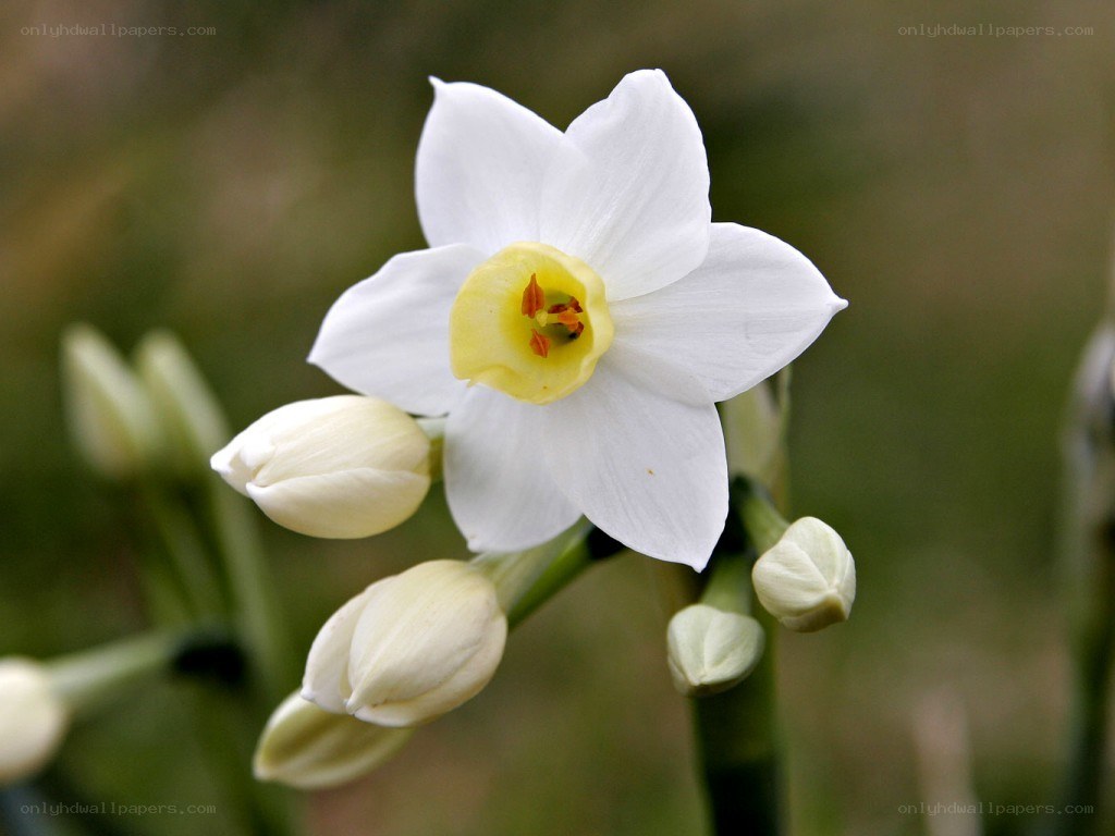 white daffodil flower