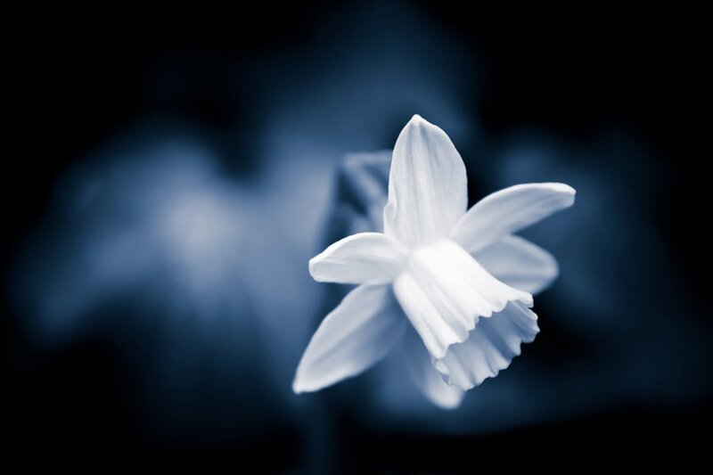White Daffodil Flower — Blue, Serene