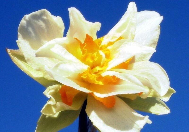 White Daffodil Flower — Blue
