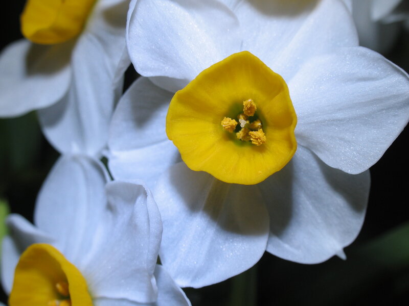 White Daffodil Flower — Calm, Photograph, Yellow Center