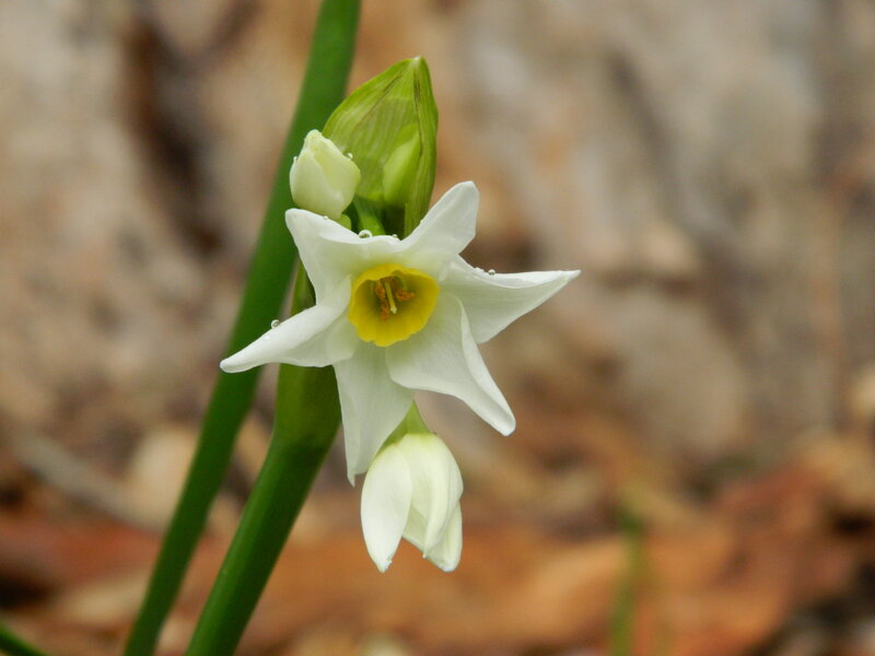 White Daffodil Flower — Calm, Spring, Photograph, Bud