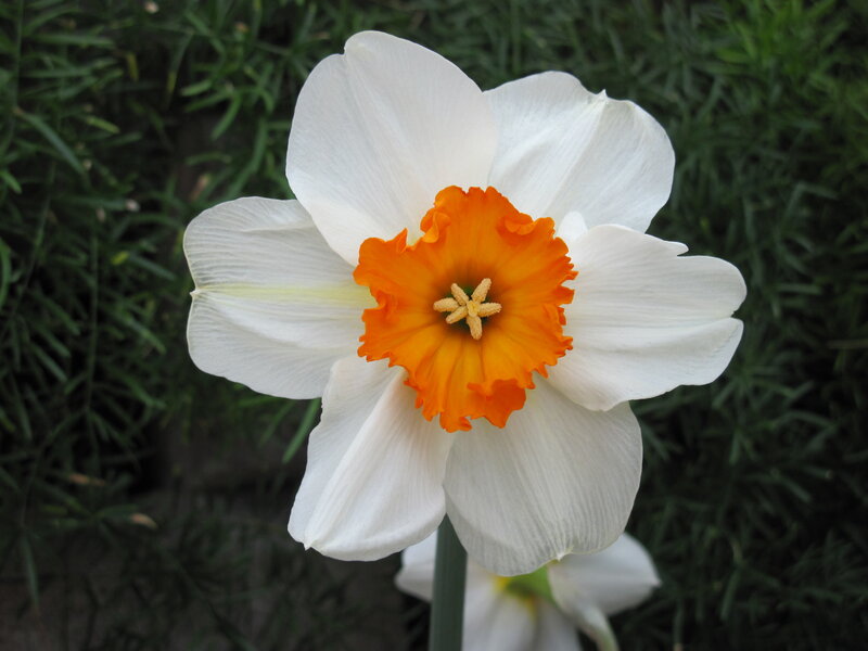 White Daffodil Flower — Calm, Spring, Photograph, Green Foliage, Flower Center