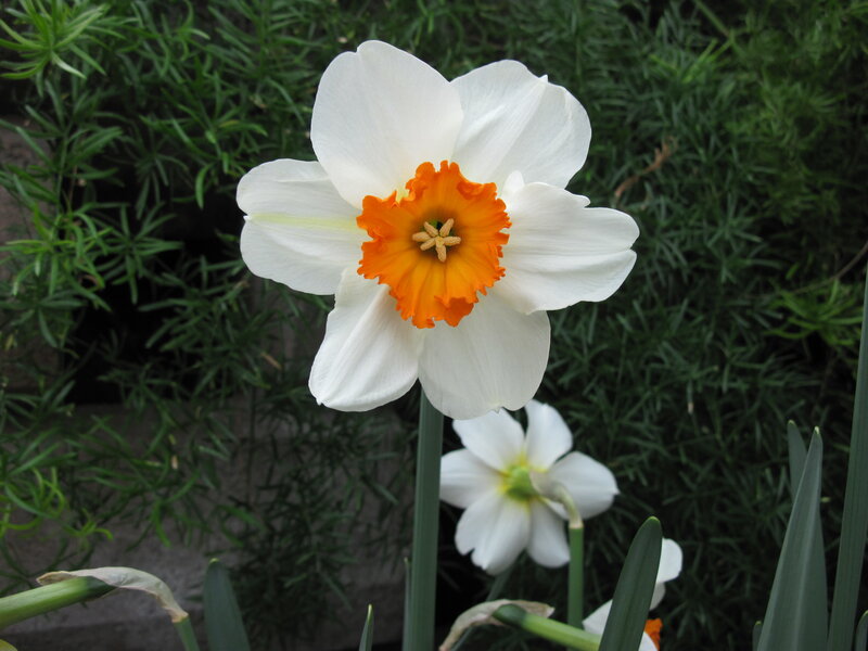 White Daffodil Flower — Calm, Spring, Photograph, Green Foliage