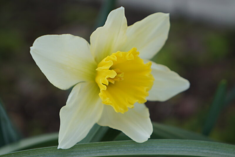 White Daffodil Flower — Calm, Spring, Photograph, Green Leaf