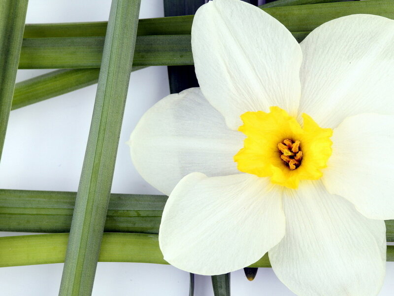 White Daffodil Flower — Calm, Spring, Photograph, Green Leaves