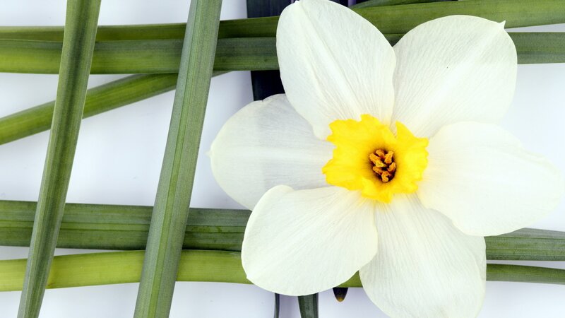 White Daffodil Flower — Calm, Spring, Photograph, Green Leaves, Yellow Center, Yellow