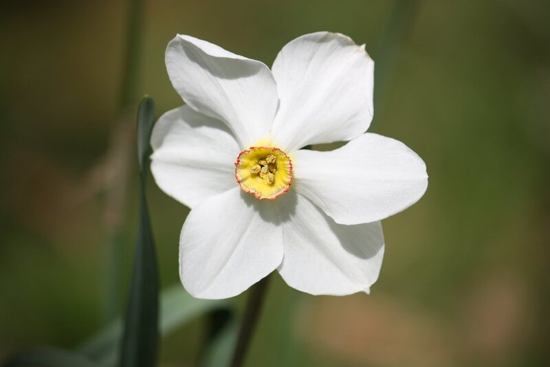 White Daffodil Flower — Calm, Spring, Photograph, Petals