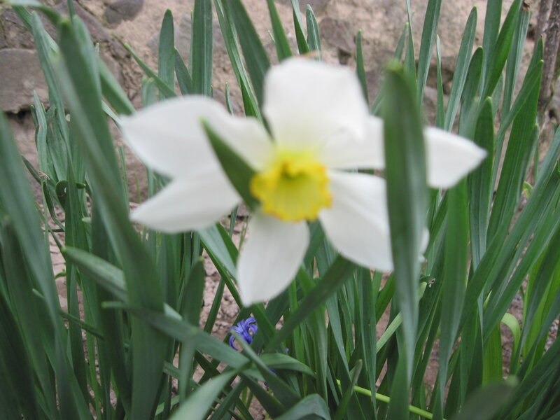White Daffodil Flower — Calm, Spring, Photograph