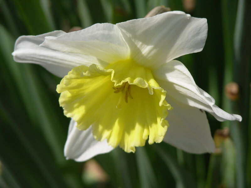 White Daffodil Flower — Calm, Spring, Photograph, Yellow Center
