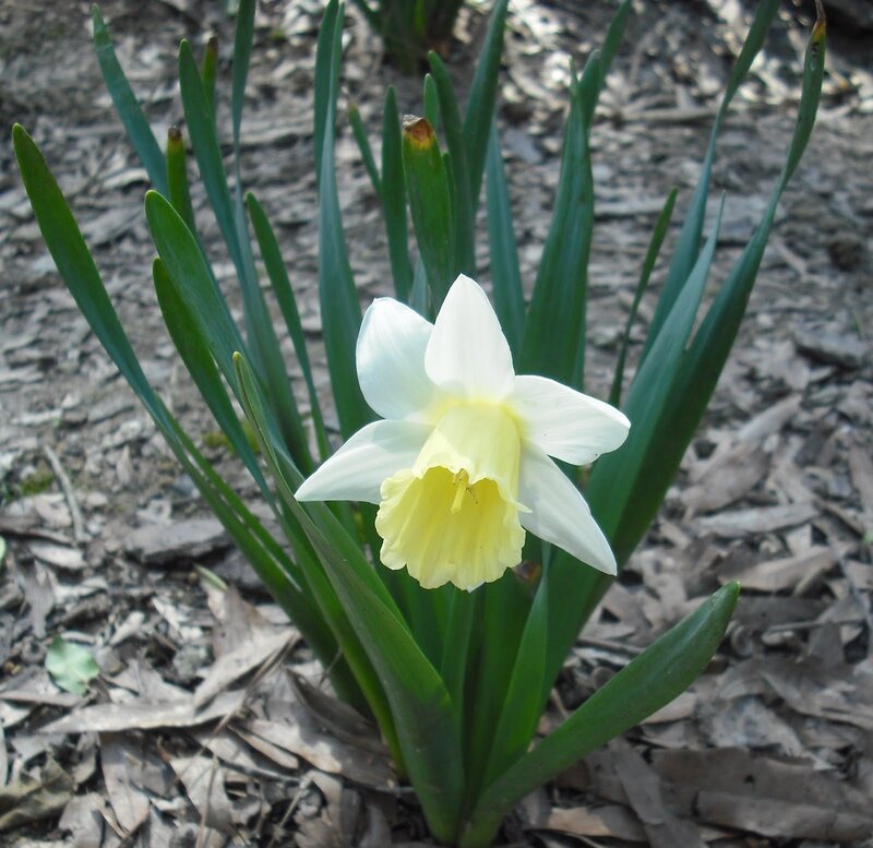 White Daffodil Flower — Calm, Spring