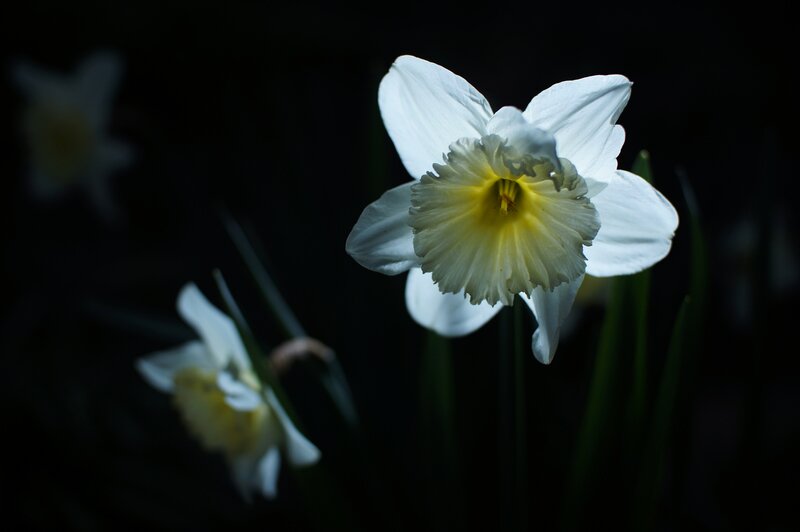 White Daffodil Flower — Dramatic