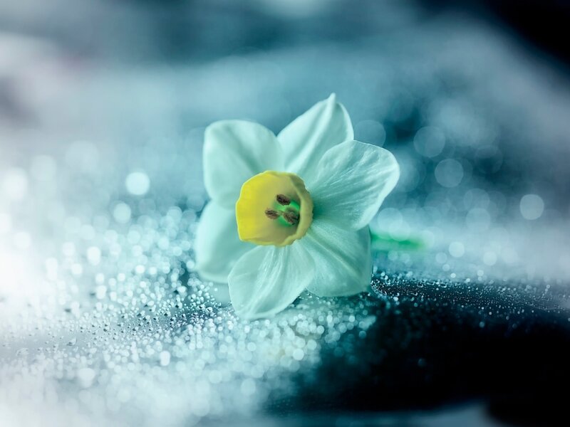 White Daffodil Flower — Serene, Photograph, Drops