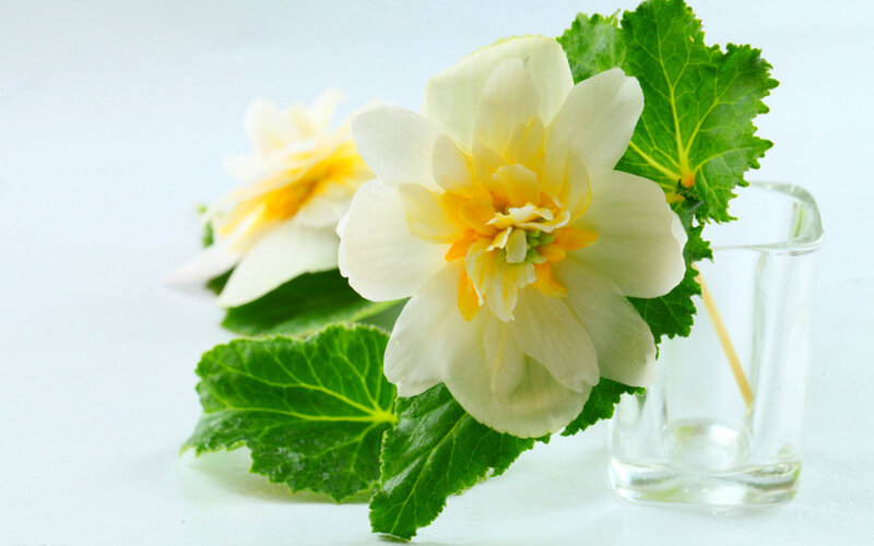 White Daffodil Flower — Serene, Photograph