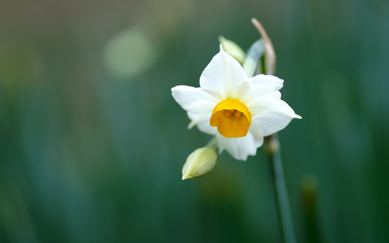 White Daffodil Flower — Serene, Spring, Photograph, Bud