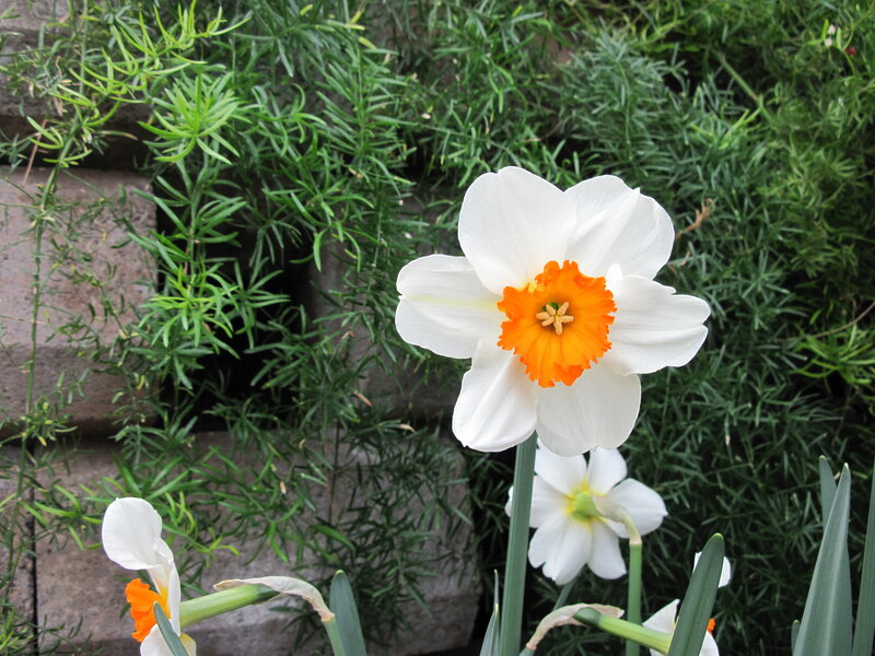 White Daffodil Flower — Serene, Spring, Photograph, Green Foliage