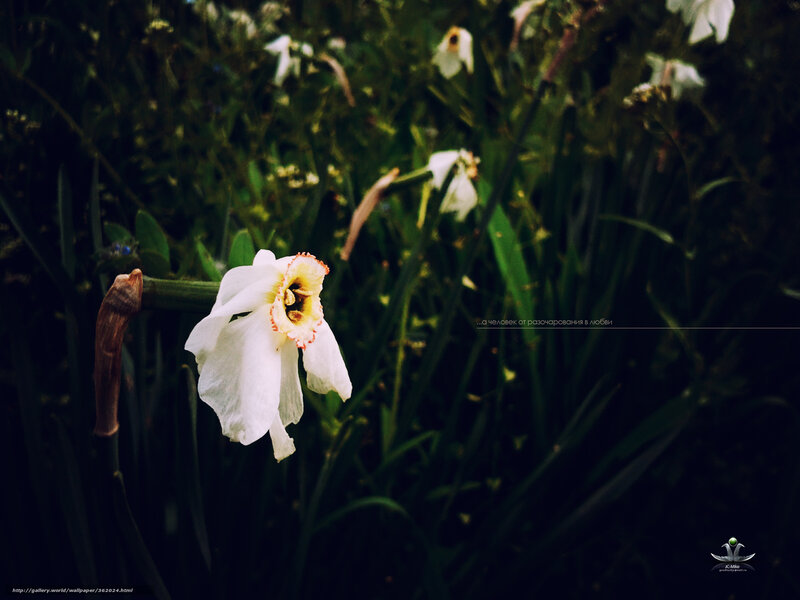 White Daffodil Flower — Serene, Spring, Photograph, Green Leaves, Stem