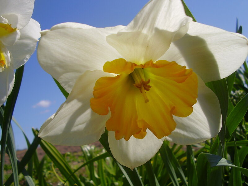 White Daffodil Flower — Serene, Spring, Photograph, Green Leaves