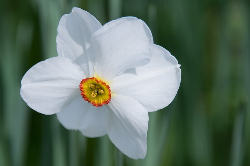 White Daffodil Flower — Serene, Spring, Photograph, Petals, Green Leaves