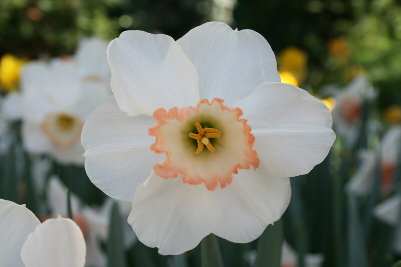 White Daffodil Flower — Serene, Spring, Photograph, Petals, Stamen