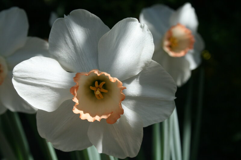 White Daffodil Flower — Serene, Spring, Photograph, Petals