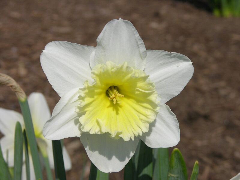 White Daffodil Flower — Serene, Spring, Photograph